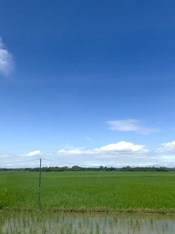 A view of green rice paddies and a clear blue sky from the window of a moving train in Yogyakarta, Indonesia. Suitable for background, writing messages, wallpaper or writing quotes.