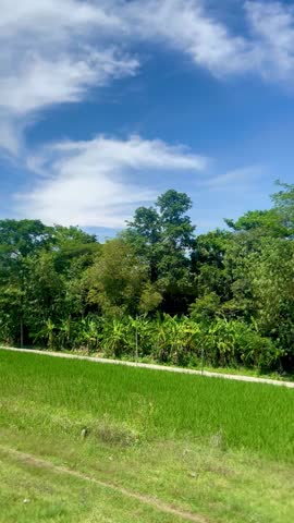 A view of green rice paddies and a clear blue sky from the window of a moving train in Yogyakarta, Indonesia. Suitable for background, writing messages, wallpaper or writing quotes.