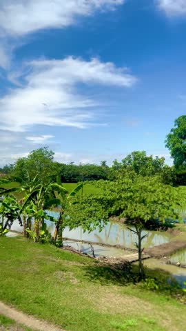 A view of green rice paddies and a clear blue sky from the window of a moving train in Yogyakarta, Indonesia. Suitable for background, writing messages, wallpaper or writing quotes.