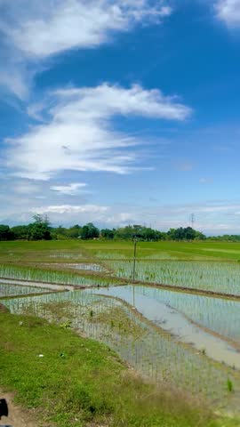 A view of green rice paddies and a clear blue sky from the window of a moving train in Yogyakarta, Indonesia. Suitable for background, writing messages, wallpaper or writing quotes.