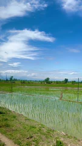 A view of green rice paddies and a clear blue sky from the window of a moving train in Yogyakarta, Indonesia. Suitable for background, writing messages, wallpaper or writing quotes.