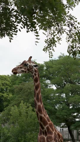giraffe chews leaves from a tree