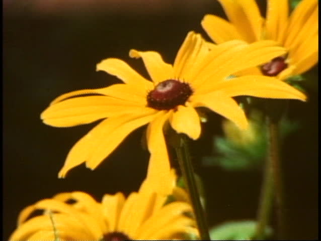 Close up of sunflower, Grand Teton National Park