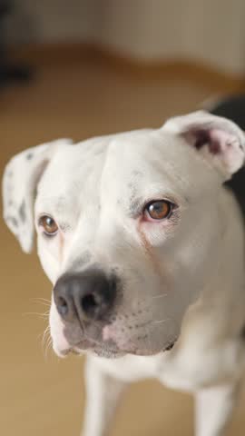 Lovable Staffordshire Bull Terrier or Pit Bull Dog Eating a Banana Fruit Treat 