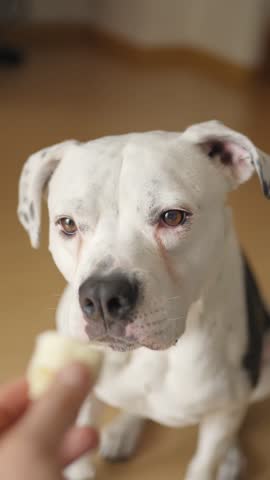 Lovable Staffordshire Bull Terrier or Pit Bull Dog Eating a Banana Fruit Treat 