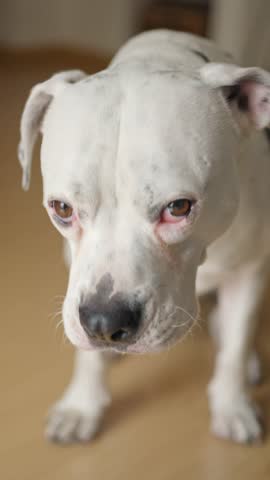 Lovable Staffordshire Bull Terrier or Pit Bull Dog Eating a Banana Fruit Treat 