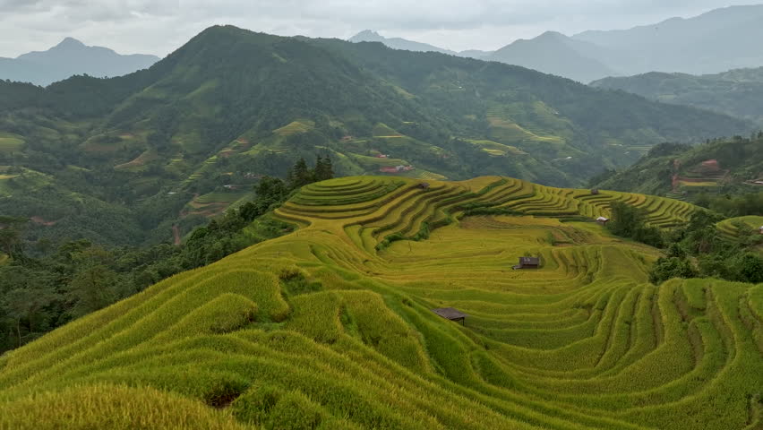 Aerial drone view flying forward and tilt up to reveal beautiful terraced rice fields, Vietnam