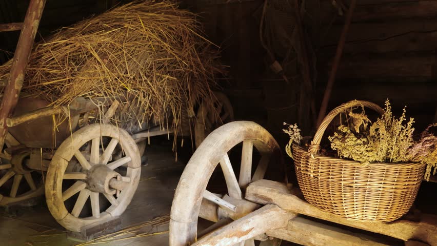 Old wooden traditional and historic farm carts with wooden wheels that are filled with dried silage wheat harvested hay in a barn or farm wooden shed during day, Ladder leading to the attic with hay.