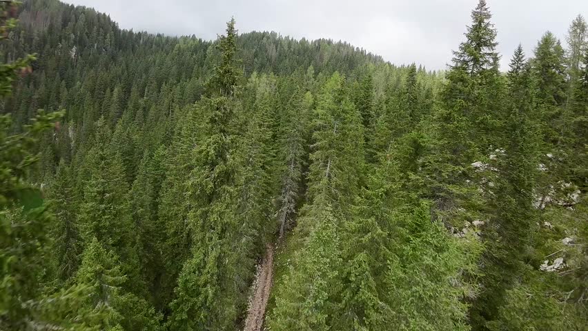 Drone over the tree fly over