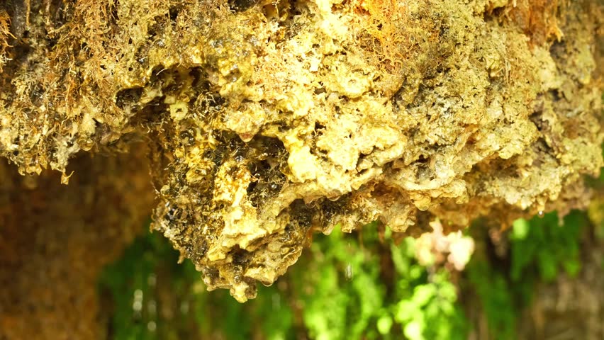 Drops falling down a stalactite in a natural setting