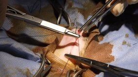 Cat neutering surgery in veterinary clinic. Feline spaying operation at veterinary hospital. Cat undergoing neutering surgery in clinic.  - Powered by Shutterstock - Get 15% off with code: PIKWIZARD15