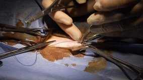 Cat neutering surgery in veterinary clinic. Feline spaying operation at veterinary hospital. Cat undergoing neutering surgery in clinic.  - Powered by Shutterstock - Get 15% off with code: PIKWIZARD15