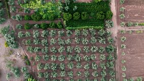 Aerial view of an agricultural field with olive trees and some man-made structures this 4K drone footage shows the intersection of nature and human activity in a rural farming area - Powered by Shutterstock - Get 15% off with code: PIKWIZARD15
