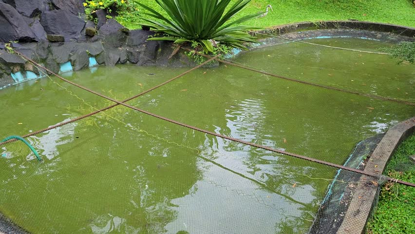 A well-maintained pond with fish swimming in clear water, surrounded by natural rocks and green grass. The landscaped pond represents natural beauty, garden decoration, and peaceful outdoor scenery