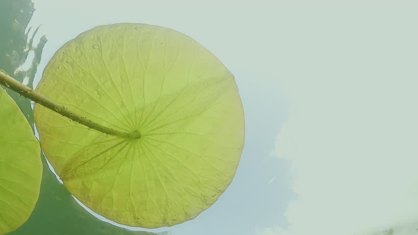 Close-up of a perfectly round lotus leaf seen from below, showing detailed veins against a blue sky. Check my portfolio for more lotus footage.