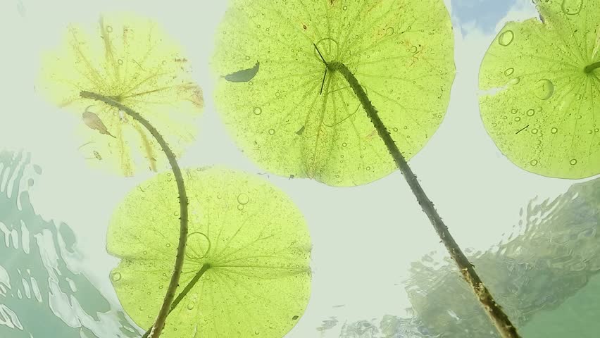 Upward view of an air bubble trapped beneath a lotus leaf, just under the surface of a calm freshwater lake. Check my portfolio for more lotus footage.