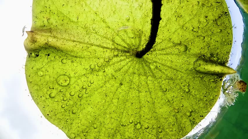 Air bubbles trapped under a lotus leaf just beneath the water surface, with blue sky in the background. Check my portfolio for more lotus footage.