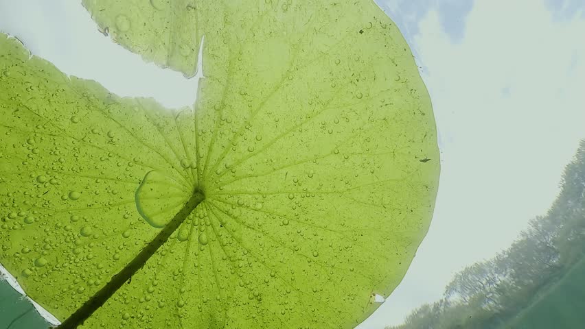 Extreme close-up of the underside of a lotus leaf in contact with the water surface, showing detailed texture and air bubbles trapped beneath. Check my portfolio for more lotus footage.