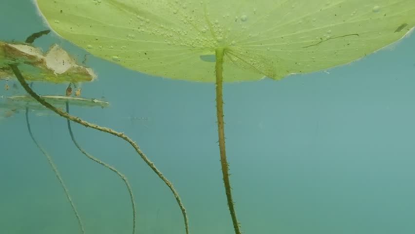 Close-up upward view from beneath a lotus leaf showing its underside and trapped air bubbles against a bright background. Check my portfolio for more lotus footage.