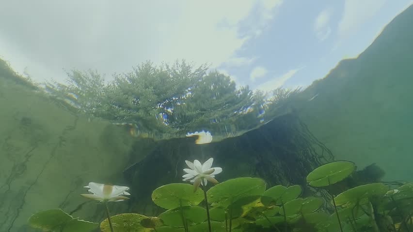Underwater view of a white lotus flower seen from below, with the blue sky and clouds visible in the background through the surface. Check my portfolio for more lotus footage.