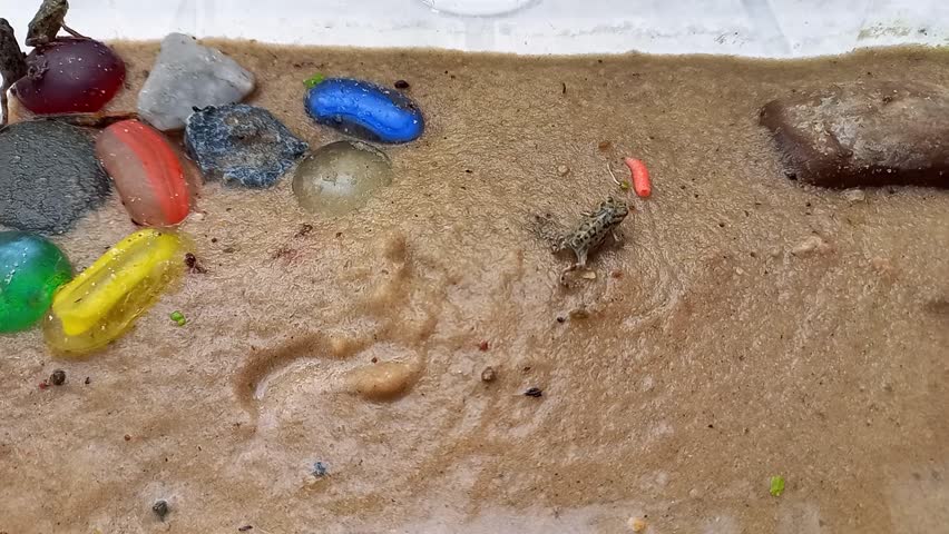 Small frog hunting maggots. Live food for predatory frogs. Small European green toads in terrarium simulating their natural habitat. Exotic pets. Amphibians.