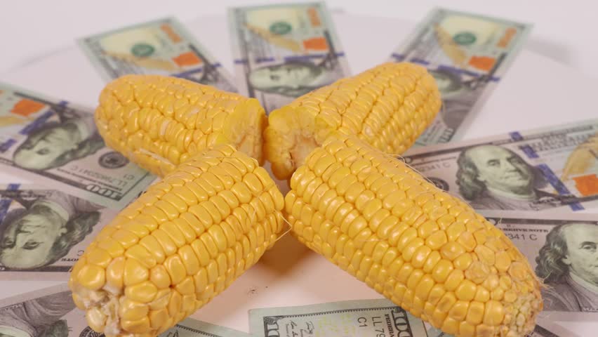 corn prices in us dollar currency