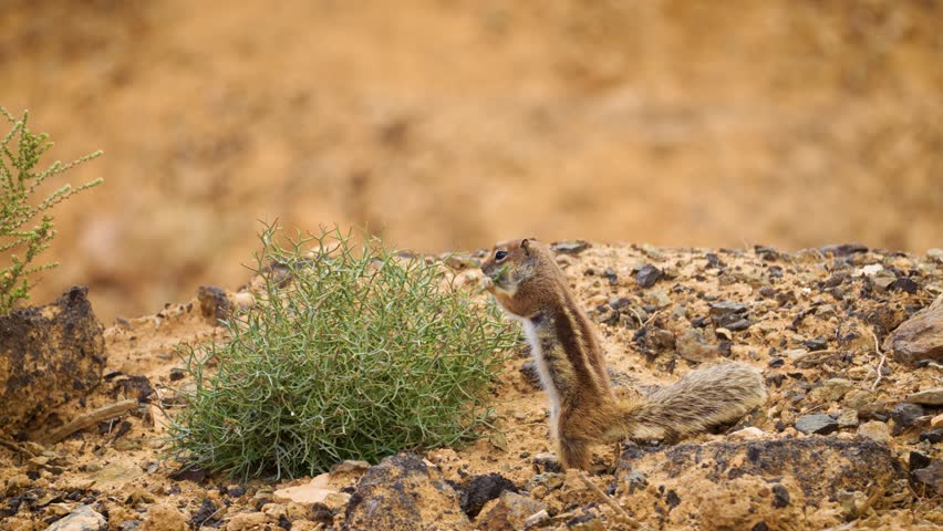 Barbary ground squirrel standing on hind legs eating green bush branches in Fuerteventura, Canary Islands, side view with yellow desert background