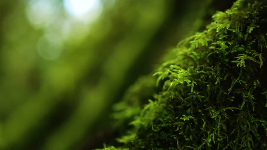 Close-up of moss-covered laurel tree bark in the ancient laurisilva forest of Tenerife, Canary Islands