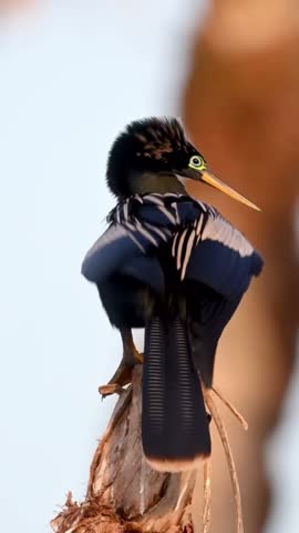 A captivating anhinga bird perched gracefully on a branch. Its stunning plumage and unique features make it a true wonder of nature. Watch this wildlife marvel now!