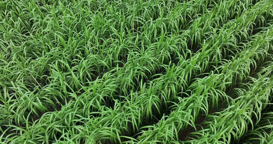 Aerial footage of sugarcane plants growing at field