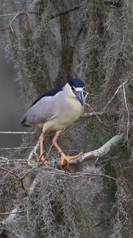 A black-crowned night heron perches gracefully on a branch. Observe its striking plumage, red eyes, and sharp beak. A captivating glimpse into the natural world. Enjoy!