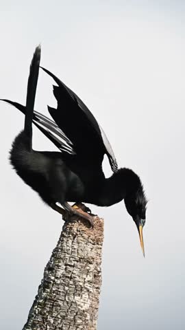 A striking anhinga bird perched atop a weathered tree branch, showcasing its elegant plumage and unique features. A captivating glimpse into wildlife and nature. Amazing!