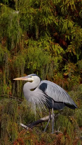 A great blue heron stands gracefully among the trees. Its elegant plumage and sharp beak are captured in a detailed portrait. A beautiful wildlife scene. 