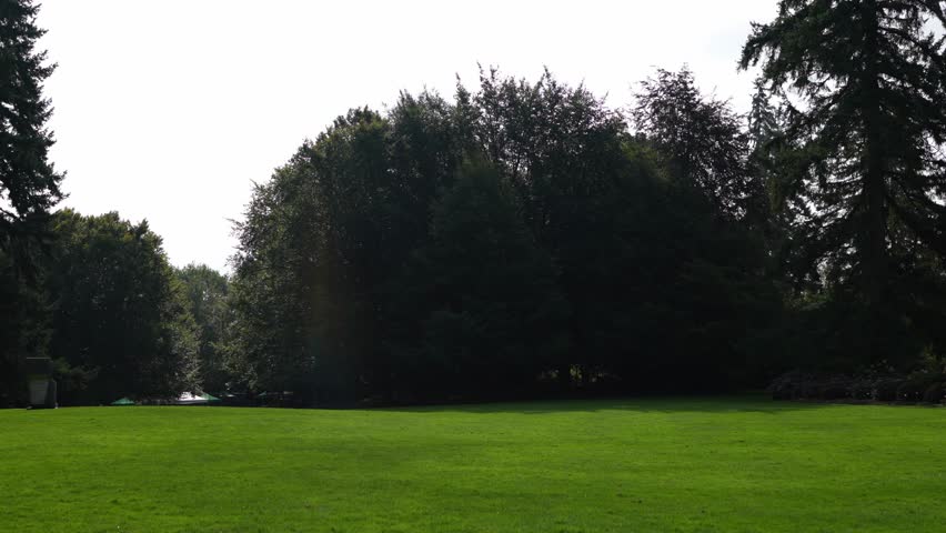 Lush Green Park Landscape with Tall Evergreen Trees on a Bright Sunny Day