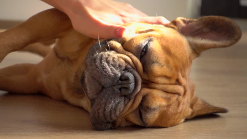 Slow motion hand stroking happy French Bulldog's rolling skin. Blissful pet massage in sunlight. Professional ASMR footage for pet care ads, relaxation content, and veterinary marketing