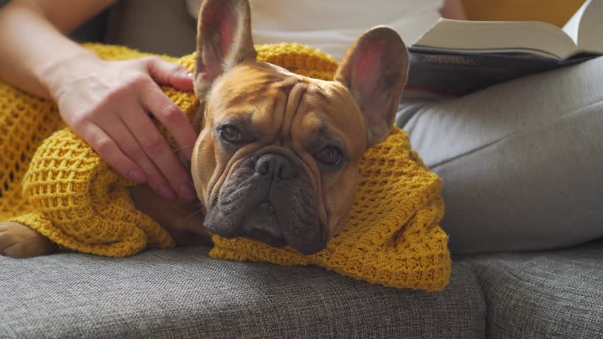 Cute french bulldog petted by owner on face and head, pet wrapped in yellow knitted blanket, home cozy video, kindness, friendship and care. Sleepy French Bulldog puppy yawns cutely in cozy basket
