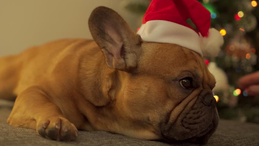 Grumpy French Bulldog refuses Christmas: pushes off Santa hat with paw, owner puts it back. Festive tree background. Professional funny footage holiday bloopers and pet content. Refusing celebration