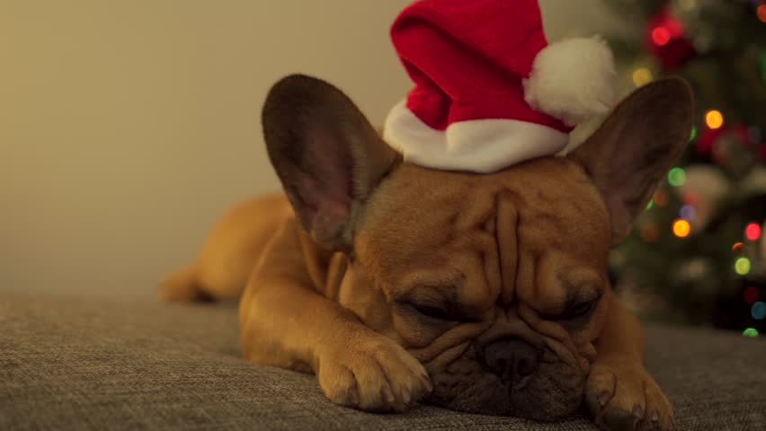 Grumpy French Bulldog in Santa costume with sad expression, refusing to celebrate by Christmas tree. Professional close-up holiday footage for ironic ads and pet content. Ruined holiday