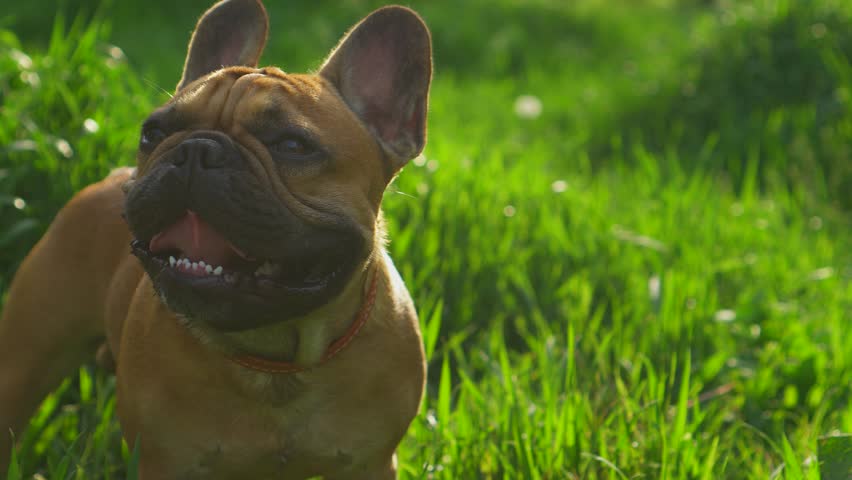 Shot around a cheerful French Bulldog standing on lush green grass, smiling with joy. A happy pet on a sunny summer walk, exuding pure bliss. Professional 4K footage for advertising pet products