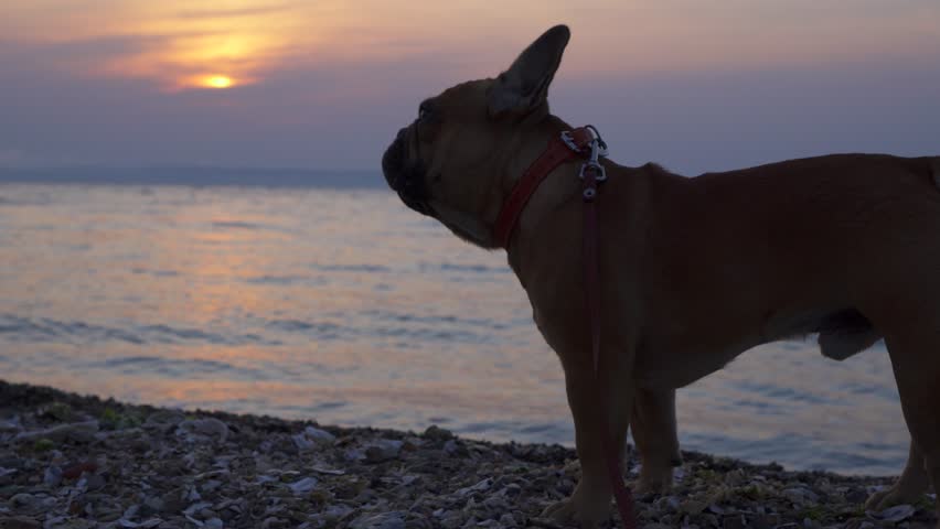 Thoughtful French Bulldog standing at ocean sunset. Full-body shot of cute pet contemplating sea with gentle gimbal movement. Professional footage with bokeh background for emotional advertising