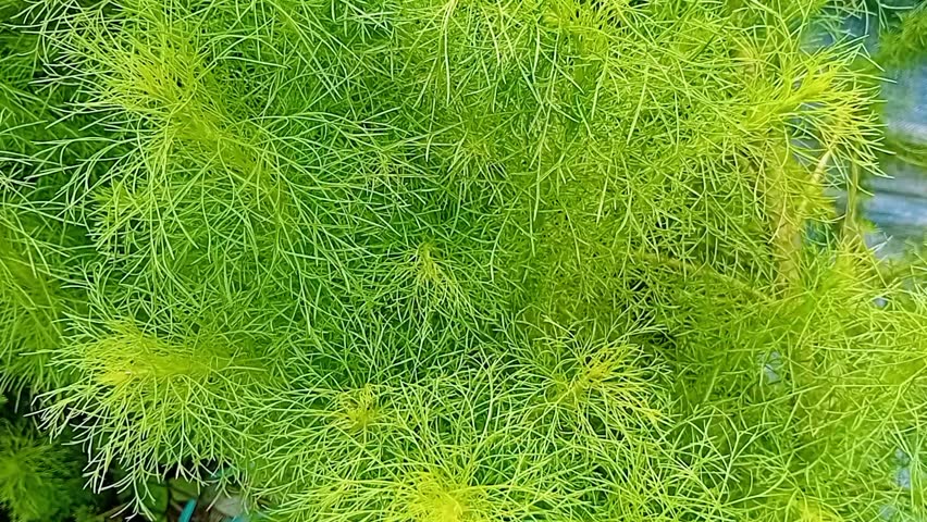 Bright Green Asparagus Fern with a Soft, Fine Texture