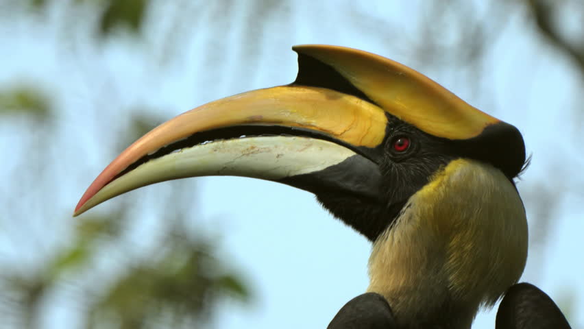 A rare close-up of the Great Indian Hornbill (Buceros bicornis) displaying its nictitating membrane, captured in Kaziranga National Park, Assam, India. 