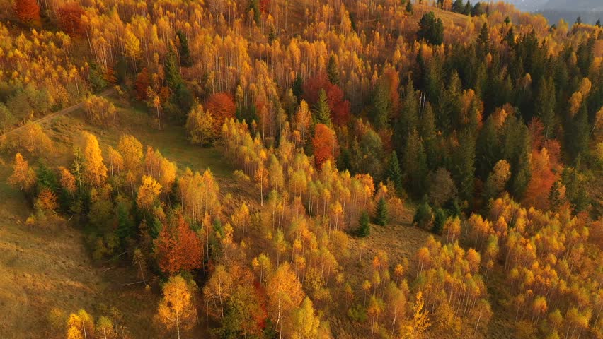 Drone flies over a bright yellow birch forest in autumn in the warm shades of evening light. Cinematic footage from a bird's eye view. Gorgeous place. Filmed in UHD 4k. Discovery the beauty of world.