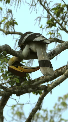 A vertical shot of the Great Indian Hornbill (Buceros bicornis) perched high on a tree branch while preening its feathers in Kaziranga National Park, Assam, India. Captured in portrait orientation.