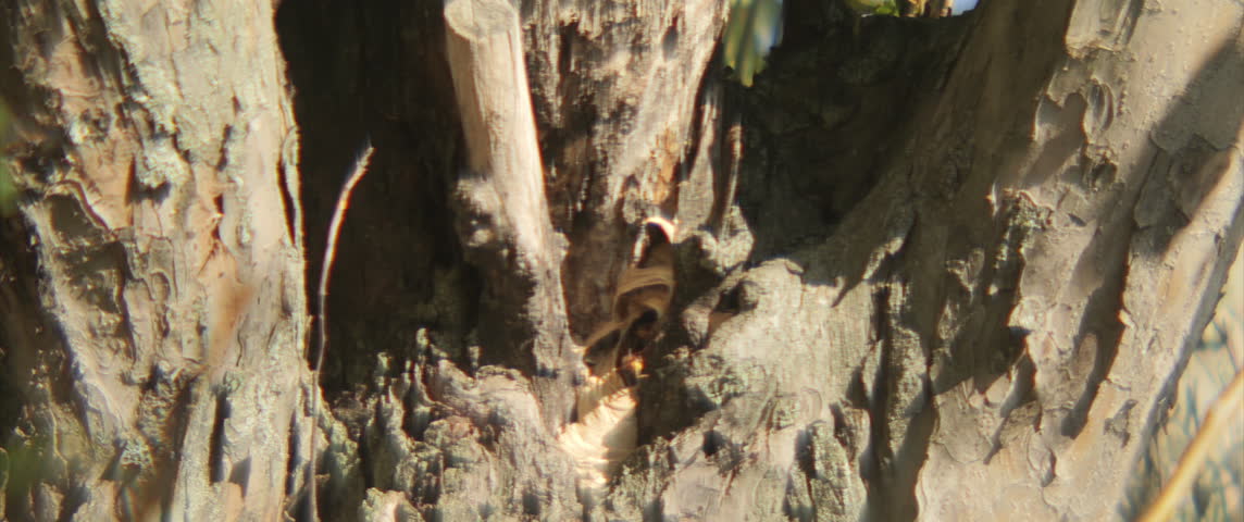 Nest of hornets in a tree 4K scope video