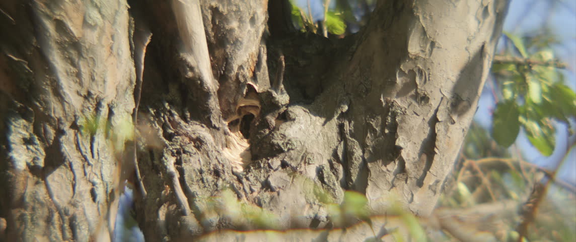 Dangerous Vespa flying insect nest in a tree 4K scope footage