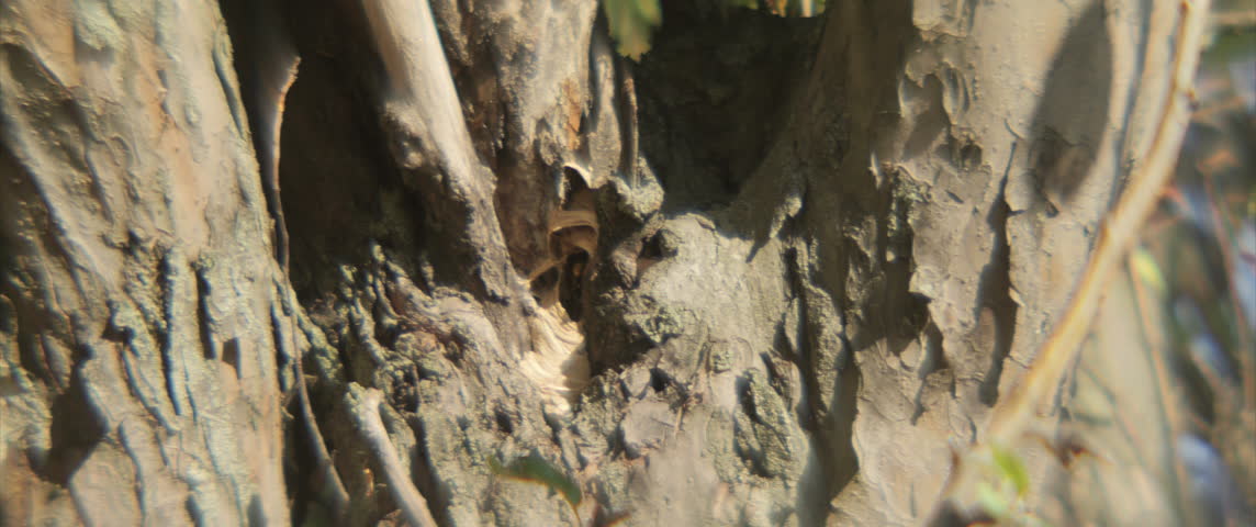 Vespidae family eusocial wasps by summer 4K zooming out scope video
