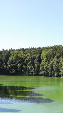 Vertical screen calm green lake surrounded by dense summer forest with trees reflected on water surface under clear blue sky creating tranquil serene atmosphere of untouched natural beauty