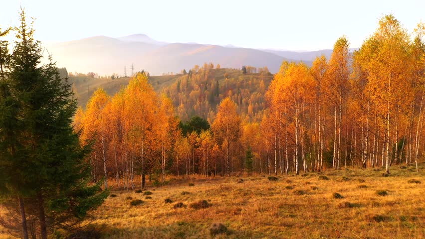 Drone flies over a bright yellow birch forest in autumn in the warm shades of evening light. Cinematic footage from a bird