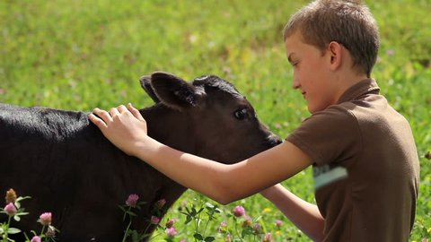 A young boy petting a small calf on a meadow